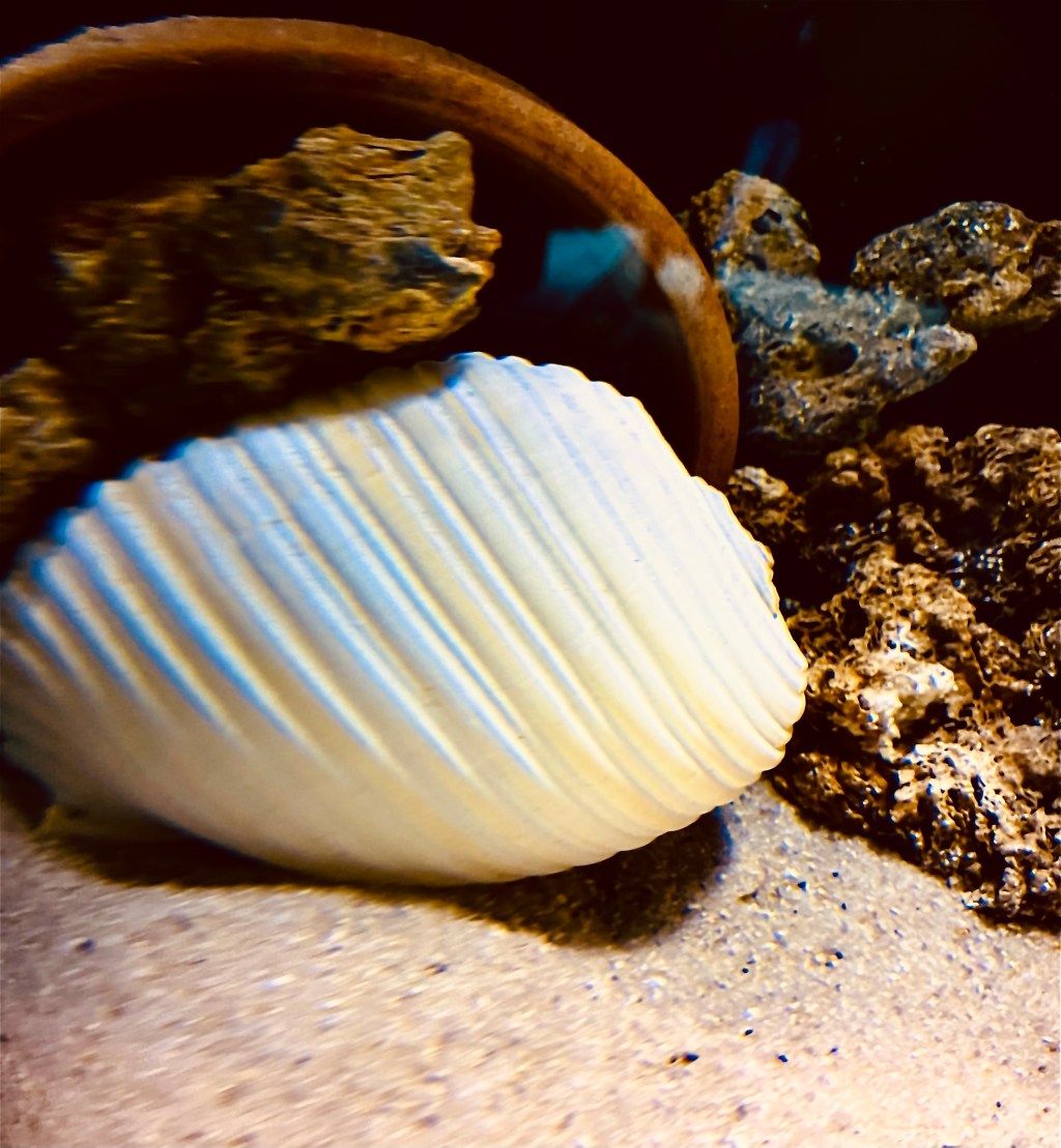 Atire a primeira&nbsp;concha